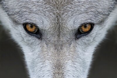 Wolf bruine ogen
