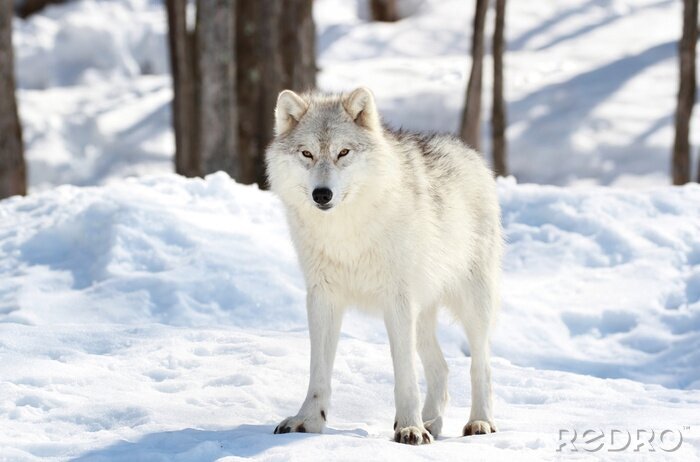 Canvas Wolf in de sneeuw