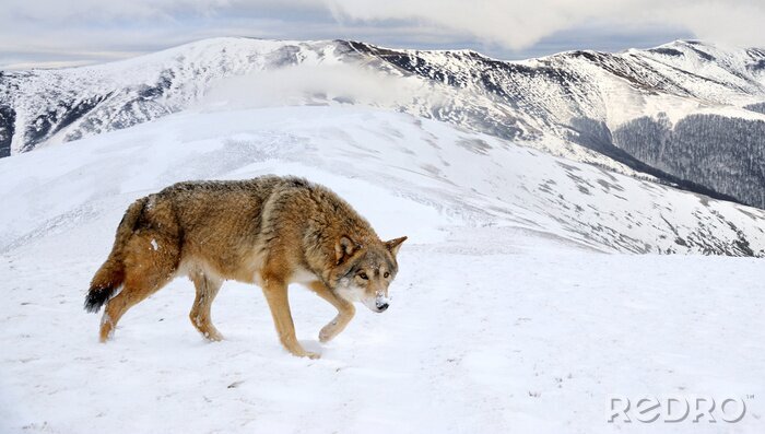 Canvas Wolf in de winterbergen