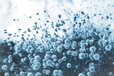 Fotobehang Wolgras in koele tinten