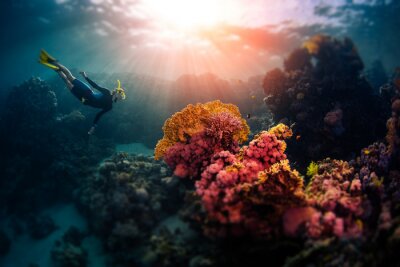 Canvas Woman freediver swims underwater and explores vivid coral reefs. Tilt shift effect applied