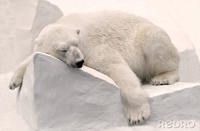 Canvas Белый медведь спит.