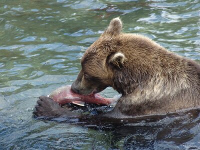 Canvas Медведь поймал рыбу