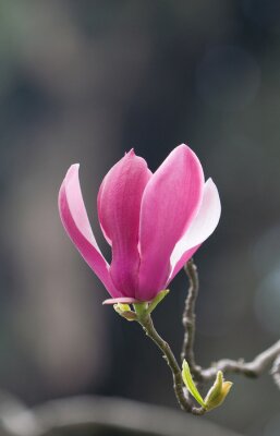 Canvas Магнолия лилиецветная (Magnolia liliiflora).