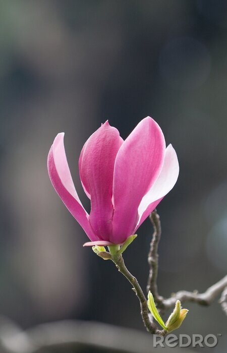 Canvas Магнолия лилиецветная (Magnolia liliiflora).