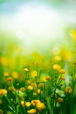 Yellow spring flowers on green meadow background 