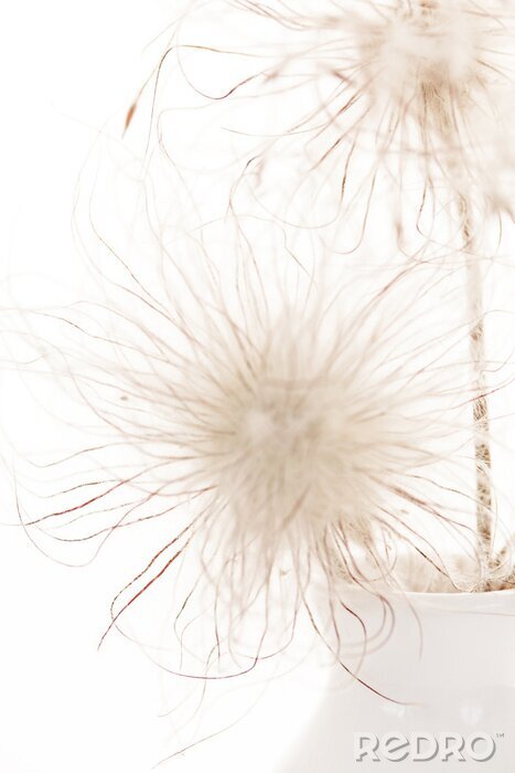 Canvas Zachte paardenbloemen