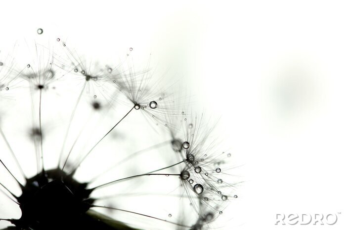 Canvas Zaden in zwart en wit