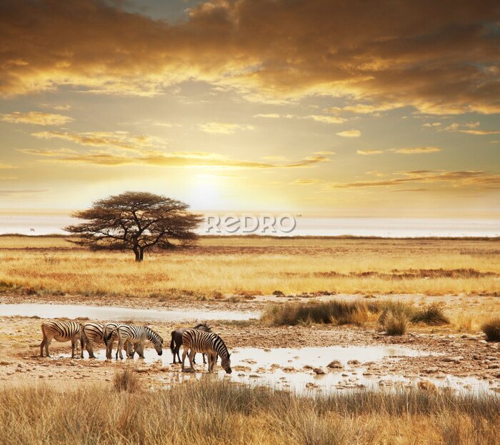 Canvas Zebra&#39;s op zonsondergangsafari