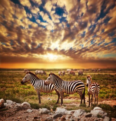 Zebra kudde op de Afrikaanse savanne bij zonsondergang. Safari in Serengeti