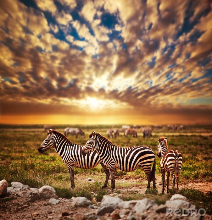 Canvas Zebra kudde op de Afrikaanse savanne bij zonsondergang. Safari in Serengeti