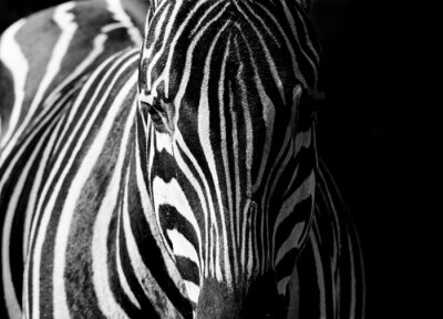 Canvas Zebra-ogen