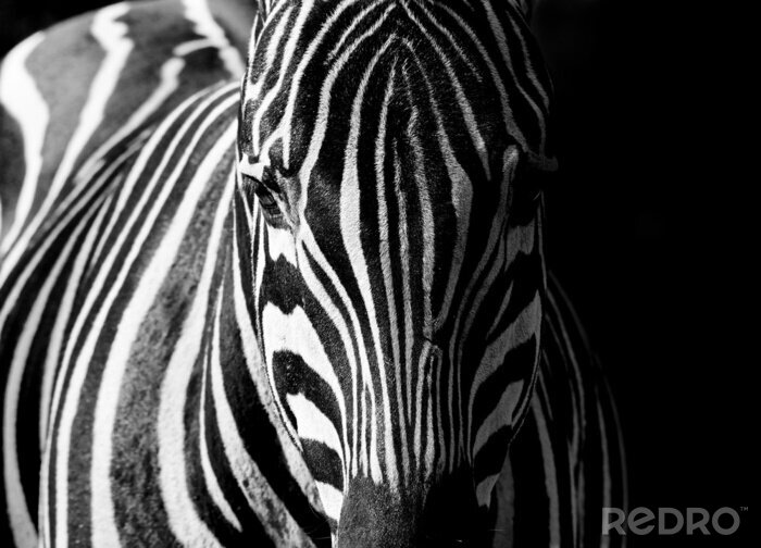 Canvas Zebra-ogen