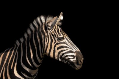 Canvas Zebra op een zwarte achtergrond