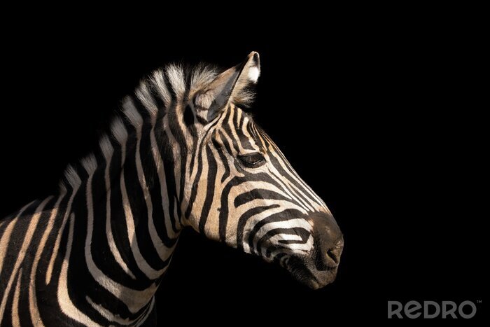 Canvas Zebra op een zwarte achtergrond