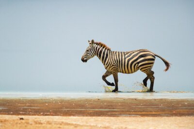 Canvas Zebra op het landschap