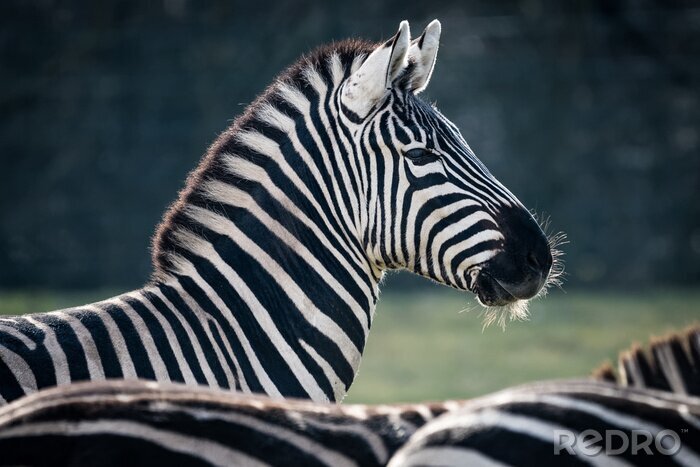 Canvas Zebra portret