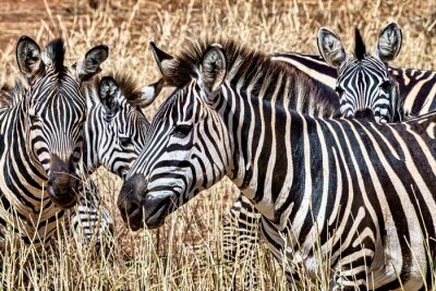 Canvas Zebra's in de wei