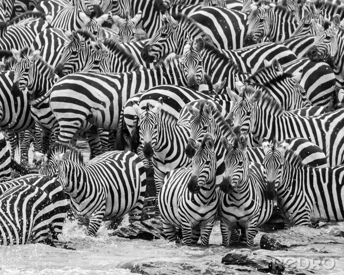Canvas Zebra's in een dichte kudde