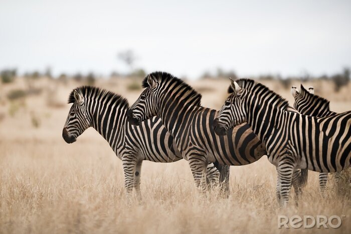 Canvas Zebra's in het veld