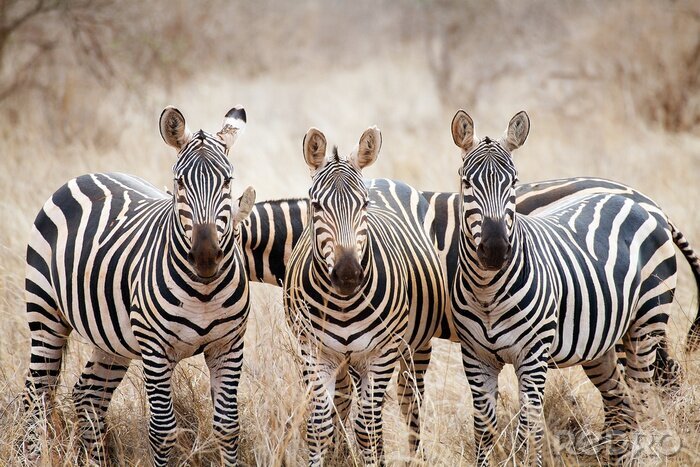 Canvas Zebra's kijken