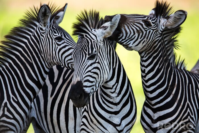 Canvas Zebra's op de achtergrond van de dierentuin
