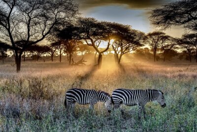 Zebra's op de achtergrond van de ondergaande zon