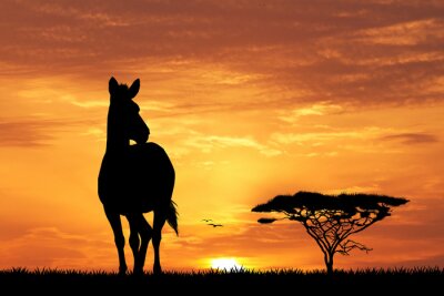 zebras silhouette at sunset