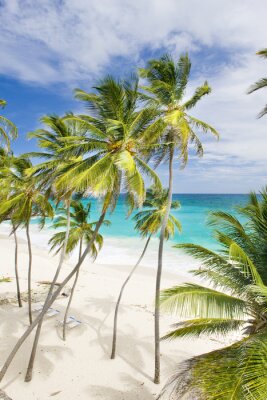 Zee en palmbomen in de Caraïben
