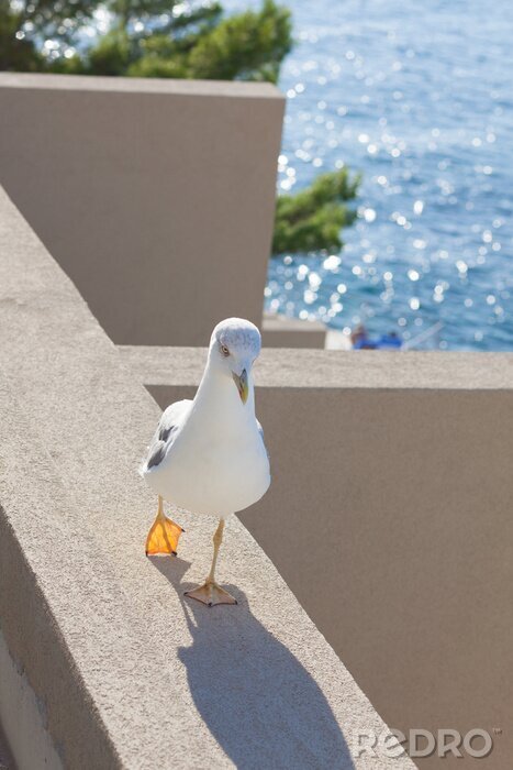 Canvas Zeemeeuw op de muur