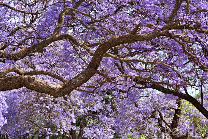Canvas Zeer mooie natuur