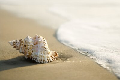 Fotobehang Zeeschelp op het strand