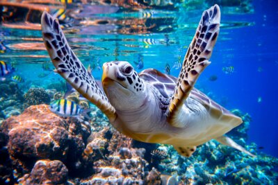 Zeeschildpad en koraalrif