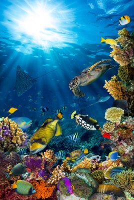 Zeeschildpad vissen en koraalrif
