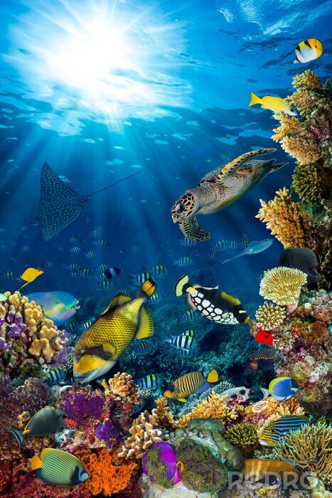 Canvas Zeeschildpad vissen en koraalrif