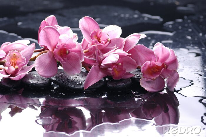 Canvas Zen stenen en roze orchidee met water druppels