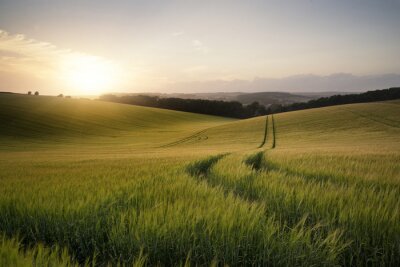 Zomer landschap afbeelding van tarwe veld bij zonsondergang met prachtige l