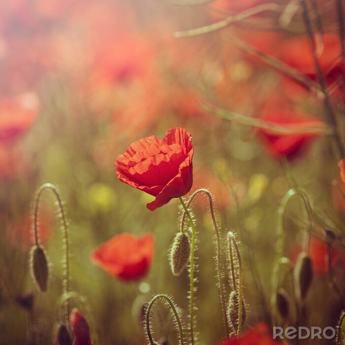 Canvas Zomerse veldbloemen