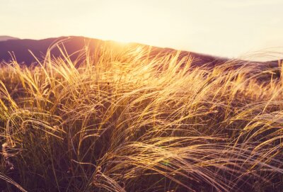 Zomerweide en natuur
