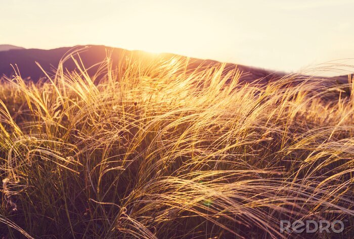 Canvas Zomerweide en natuur