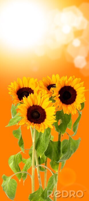 Canvas Zon en bloemen