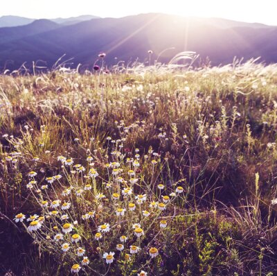 Zon en veldbloemen