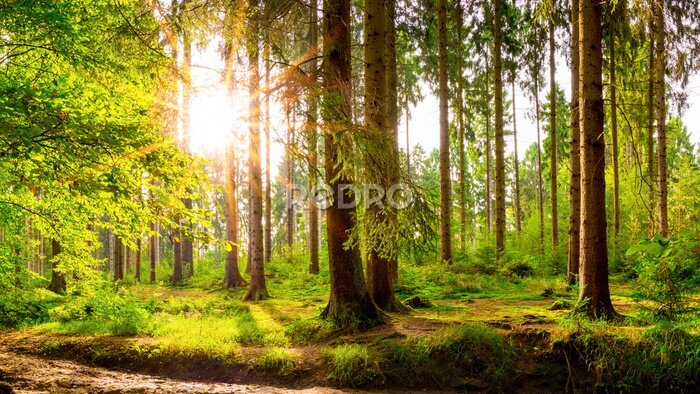 Canvas Zon tussen de bomen in een groen bos in het lentelandschap
