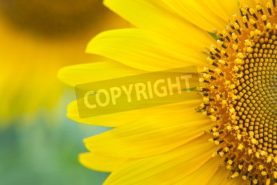 Canvas Zonnebloem close-up. Heldere gele zonnebloemen. Zonnebloem achtergrond.
