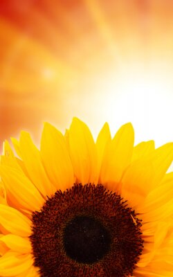 Canvas Zonnebloem op de achtergrond van de zon