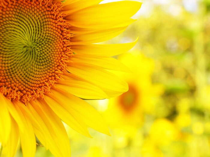 Canvas Zonnebloem op een onscherpe achtergrond