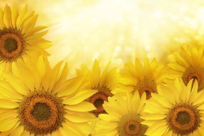Canvas Zonnebloemen verlicht door de zon
