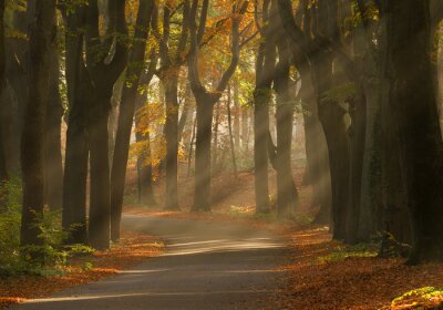 Canvas Zonnestralen en mooie herfst kleuren in het bos.