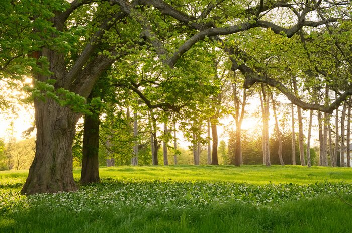Canvas Zonnestralen in het groene bos