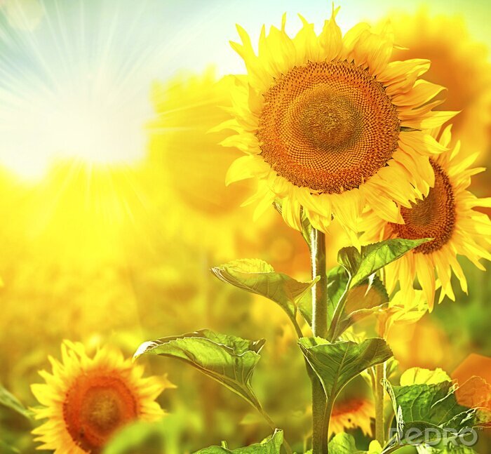 Canvas Zonnestralen tussen zonnebloemen